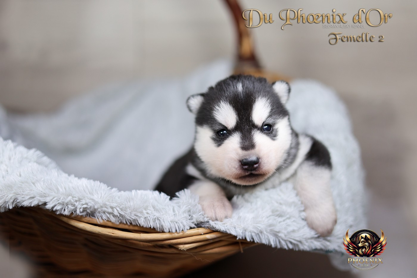 Du Phoenix D'Or - Chiots disponibles - Siberian Husky