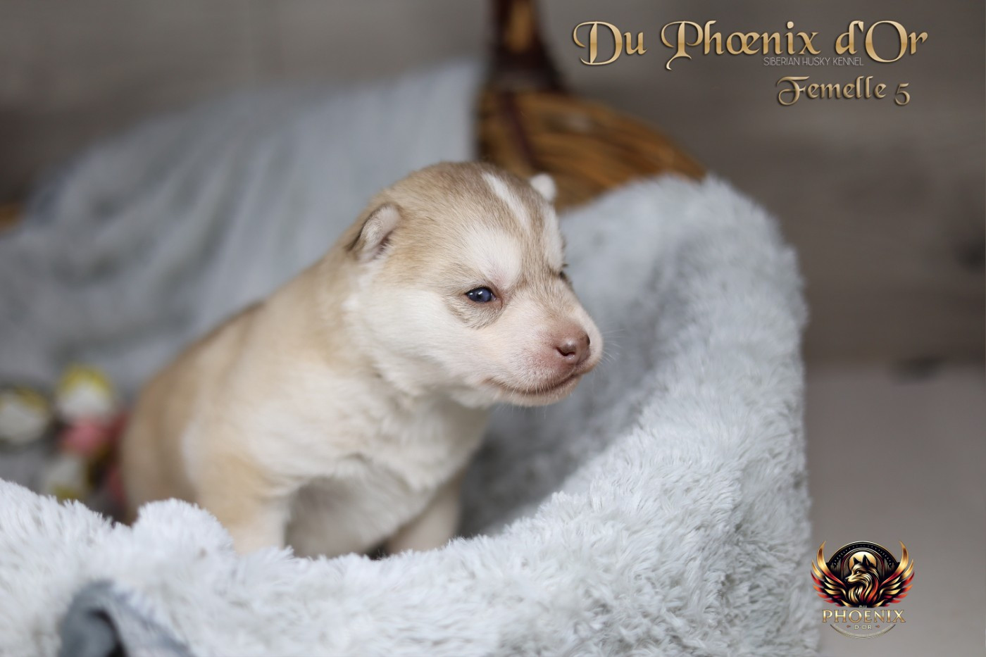 Du Phoenix D'Or - Chiots disponibles - Siberian Husky