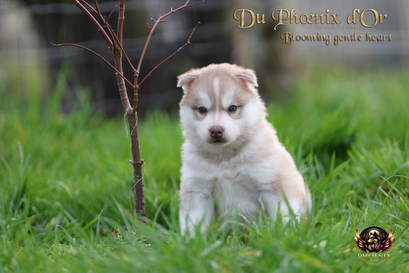 Du Phoenix D'Or - Chiots disponibles - Siberian Husky