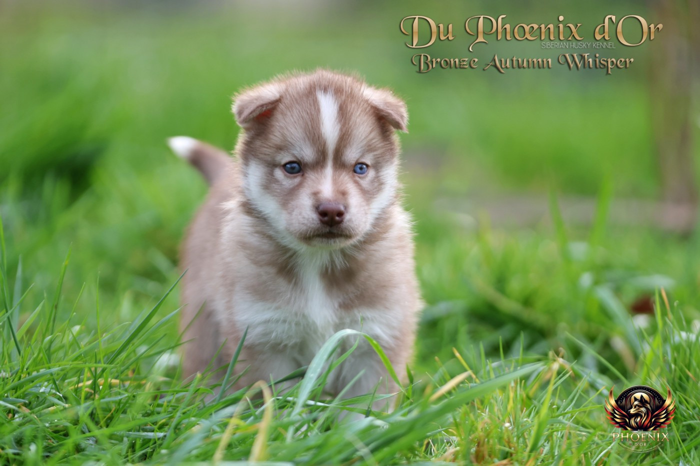 Du Phoenix D'Or - Chiots disponibles - Siberian Husky