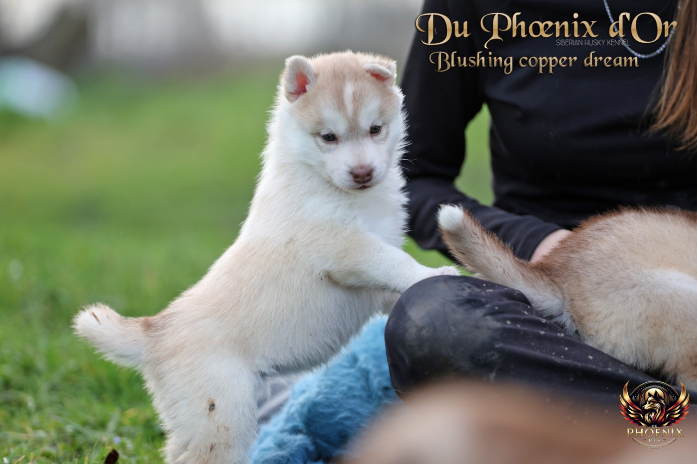 Du Phoenix D'Or - Chiots disponibles - Siberian Husky