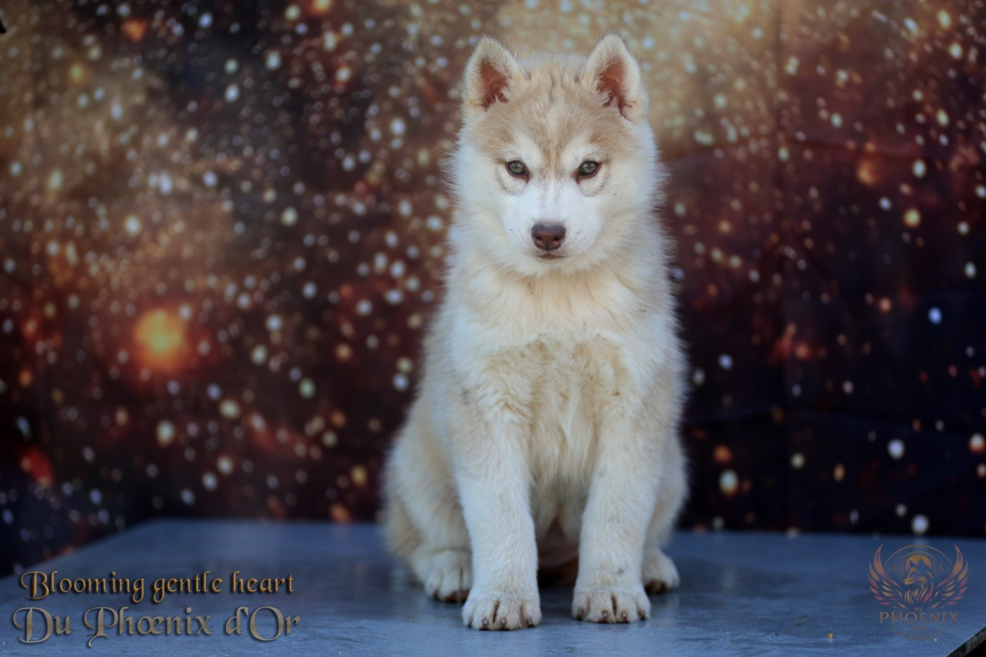 Du Phoenix D'Or - Chiots disponibles - Siberian Husky