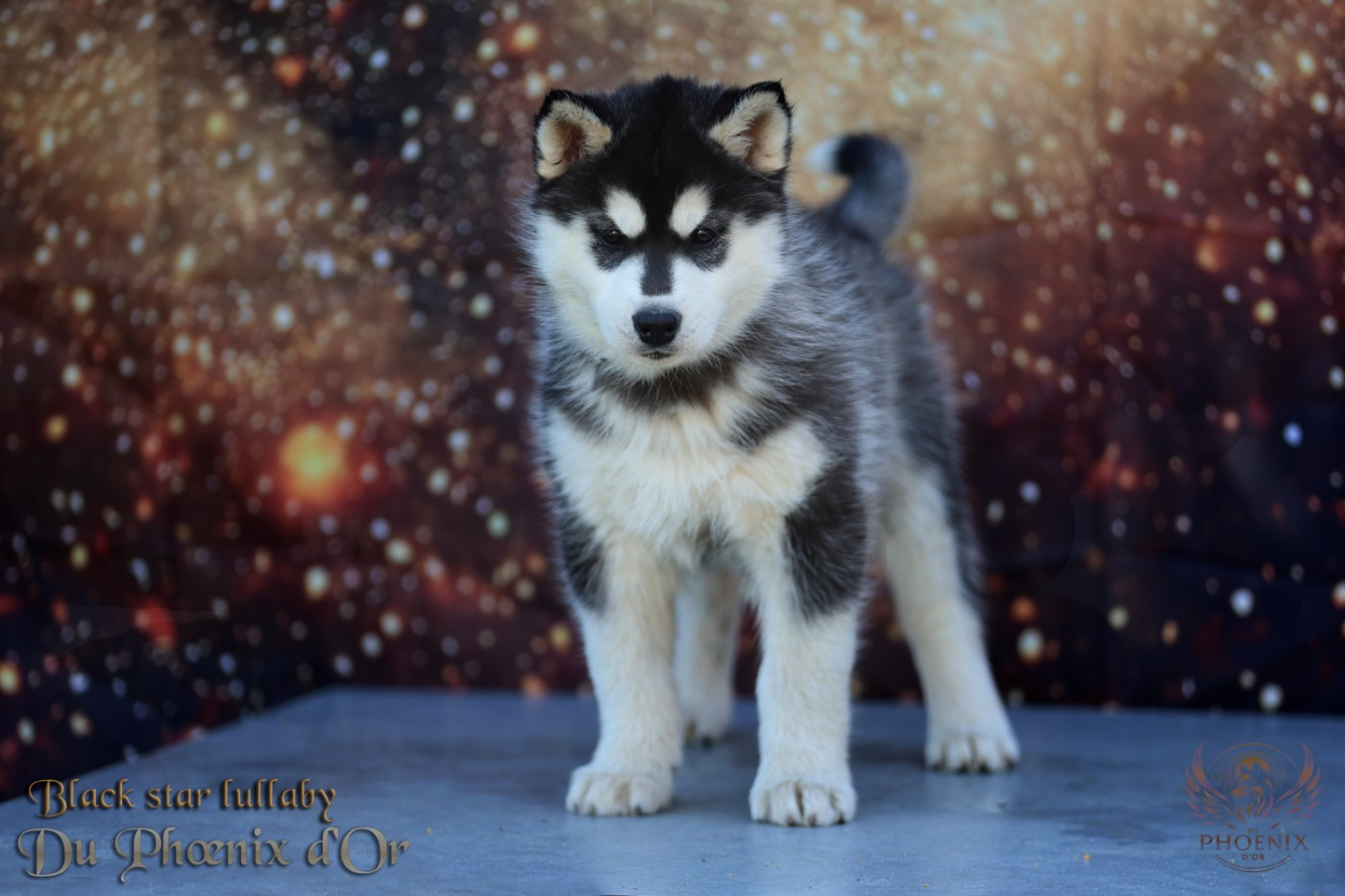 Du Phoenix D'Or - Chiots disponibles - Siberian Husky