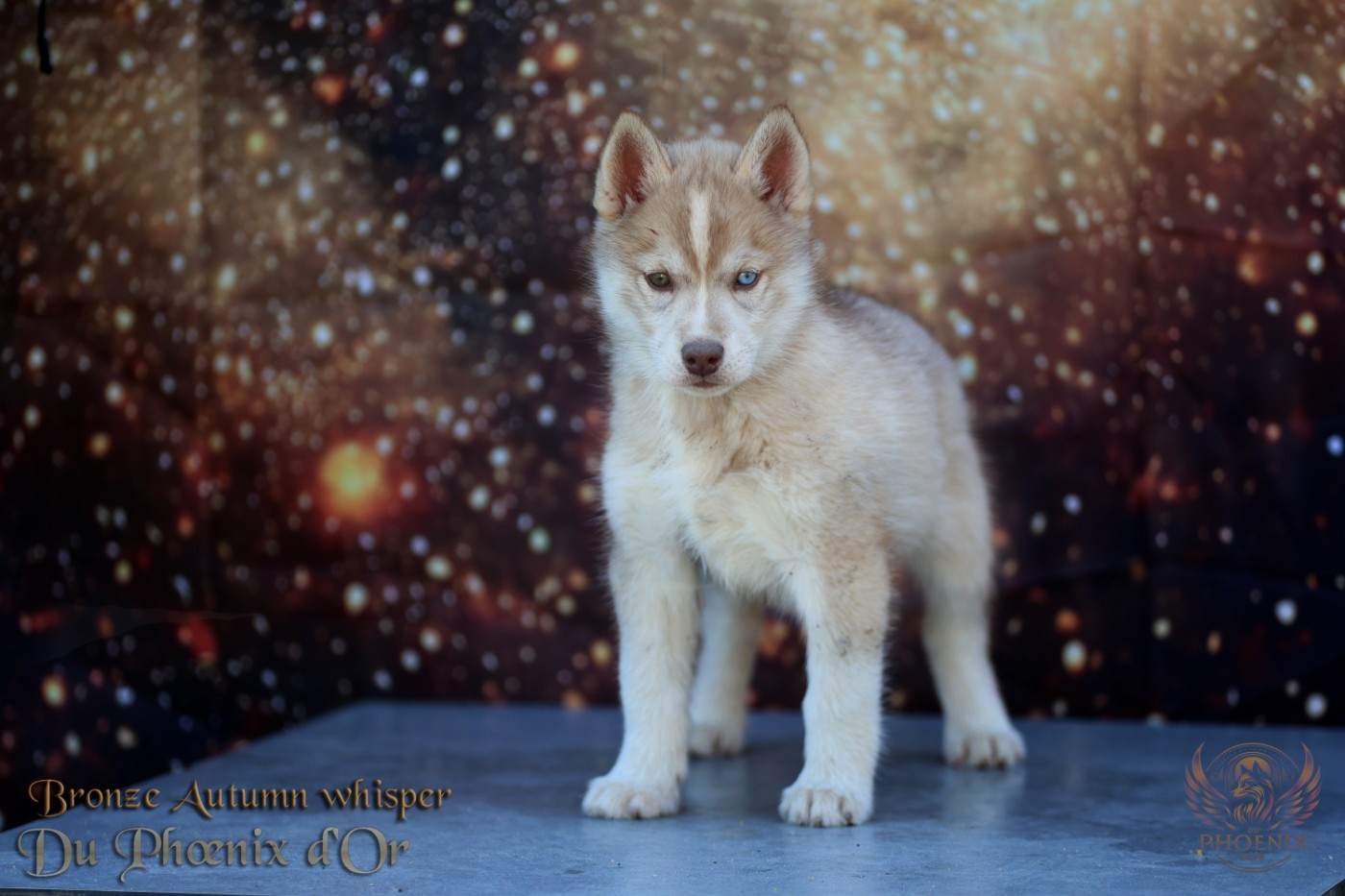 Du Phoenix D'Or - Chiots disponibles - Siberian Husky