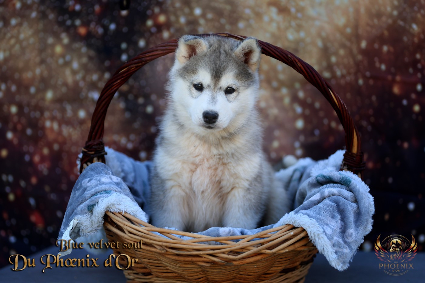 Du Phoenix D'Or - Chiots disponibles - Siberian Husky