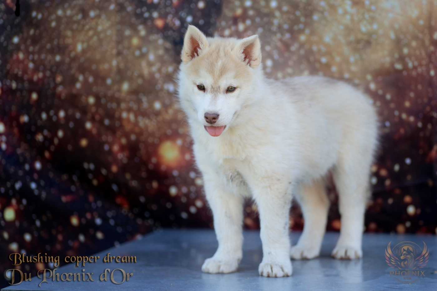 Du Phoenix D'Or - Chiots disponibles - Siberian Husky
