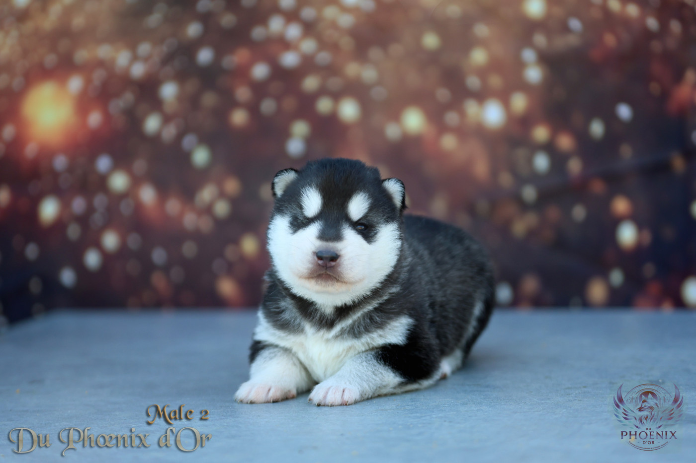 Du Phoenix D'Or - Chiots disponibles - Siberian Husky