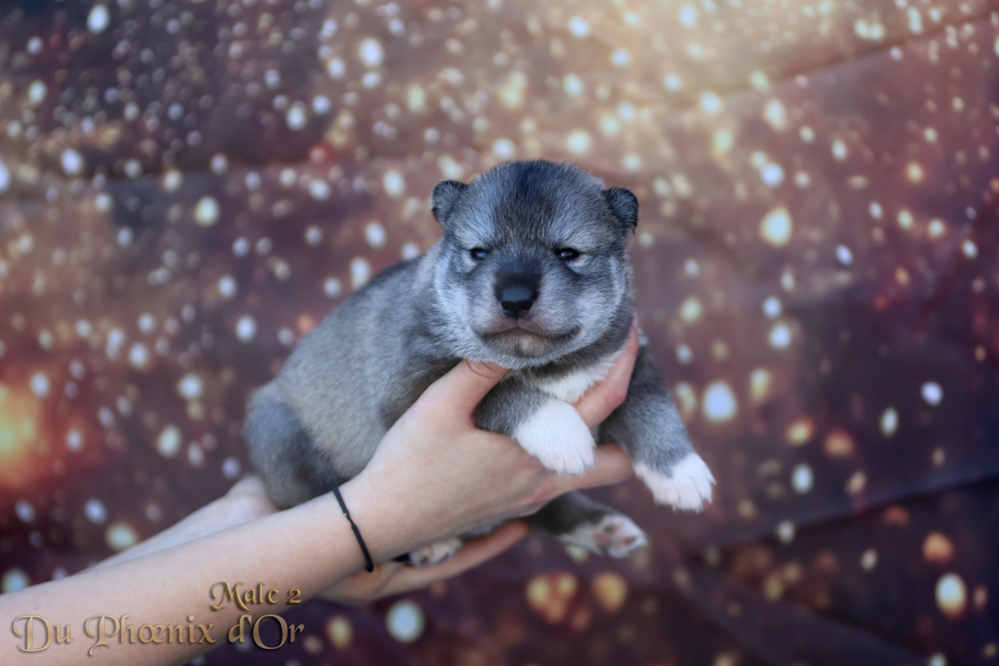 Du Phoenix D'Or - Chiots disponibles - Siberian Husky