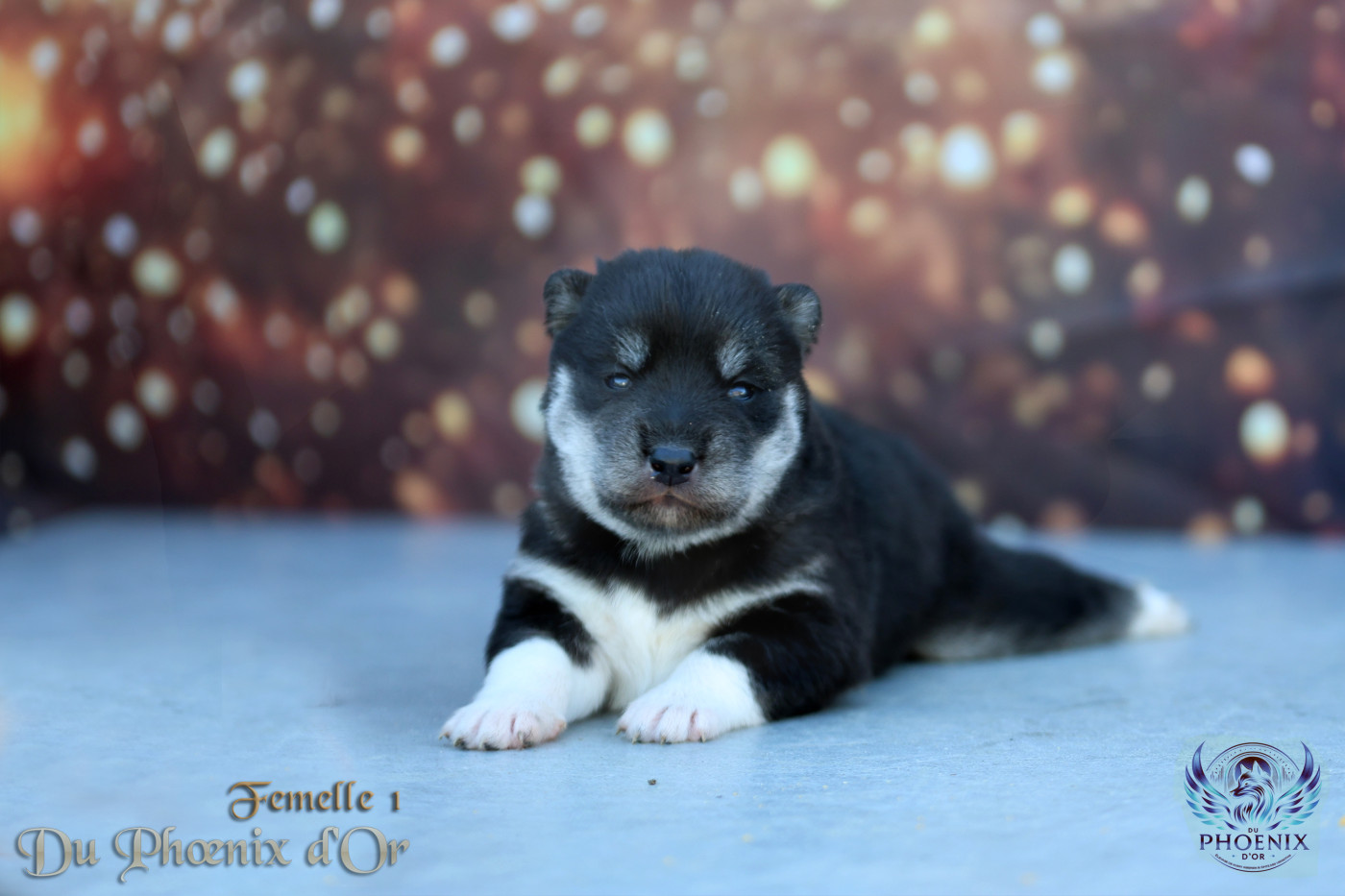 Du Phoenix D'Or - Chiots disponibles - Siberian Husky