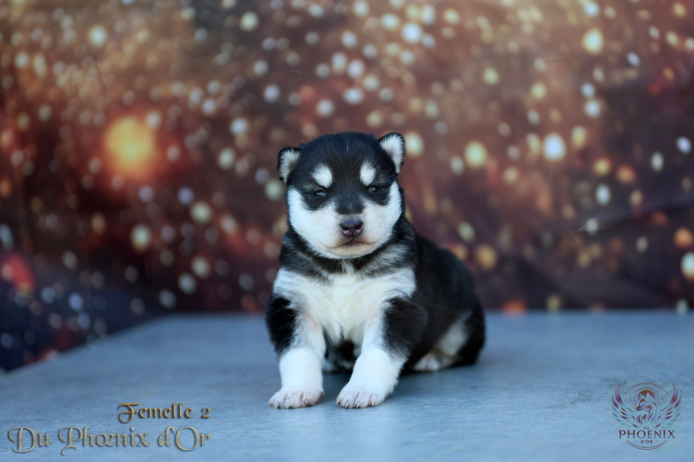 Du Phoenix D'Or - Chiots disponibles - Siberian Husky