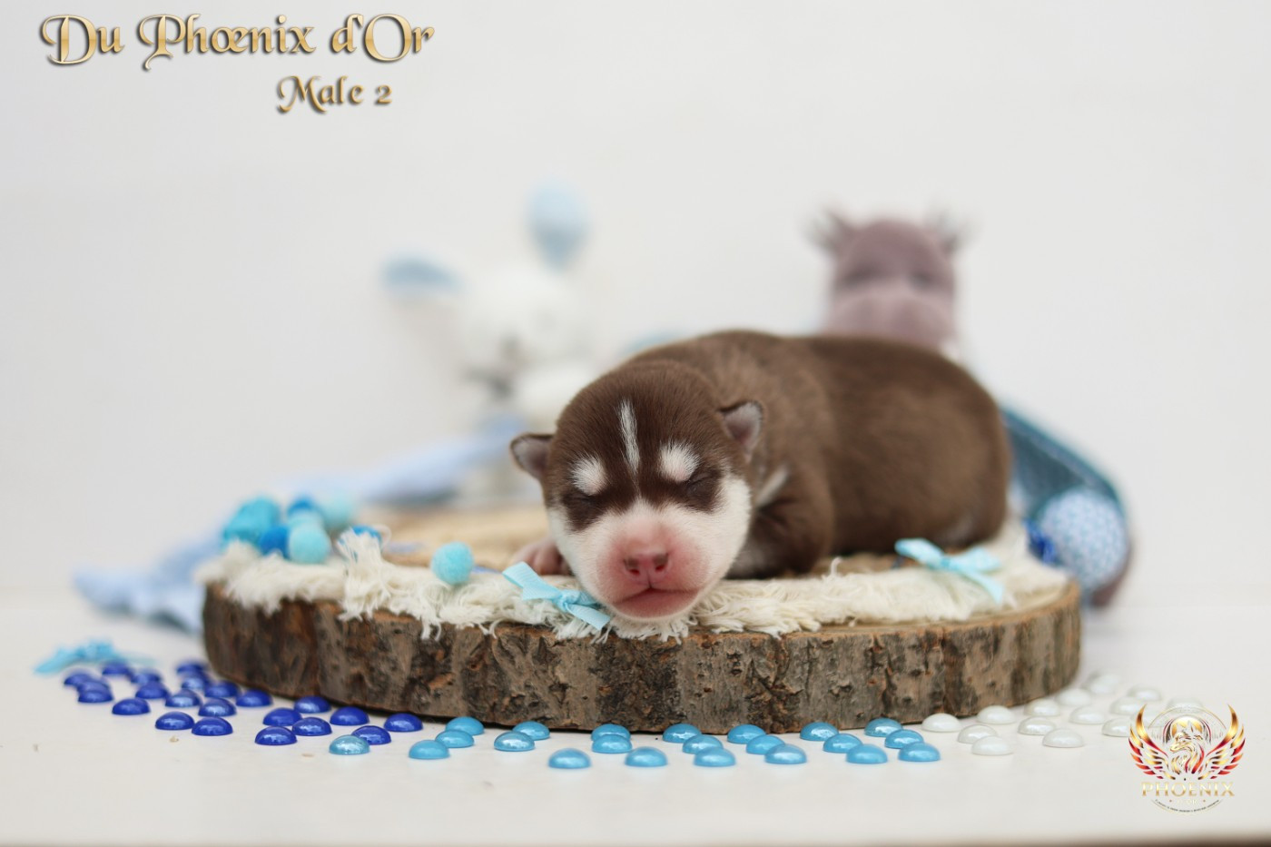 Du Phoenix D'Or - Chiots disponibles - Siberian Husky