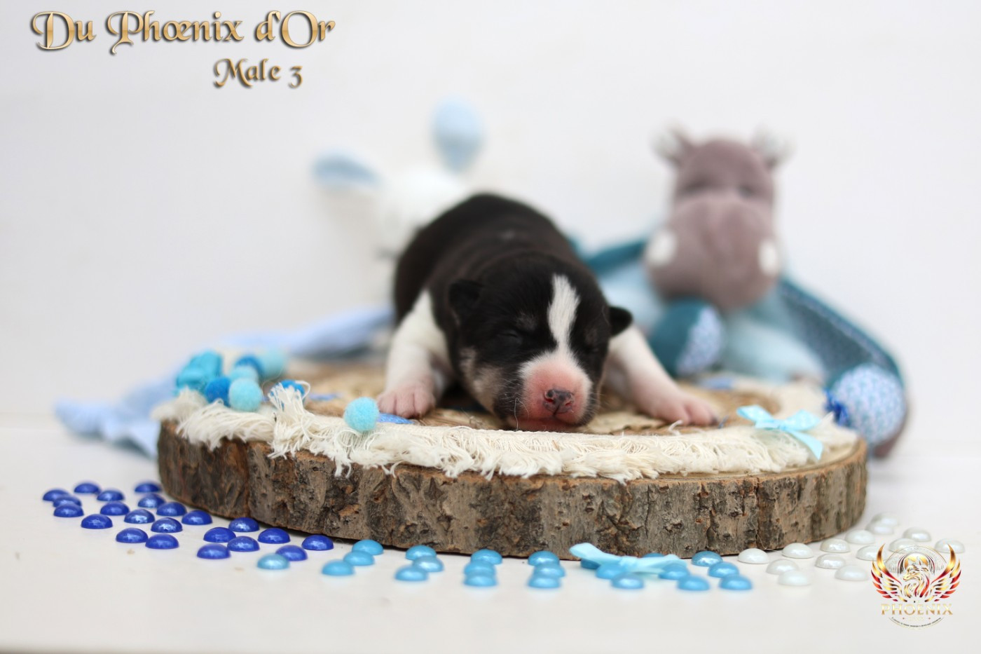 Du Phoenix D'Or - Chiots disponibles - Siberian Husky