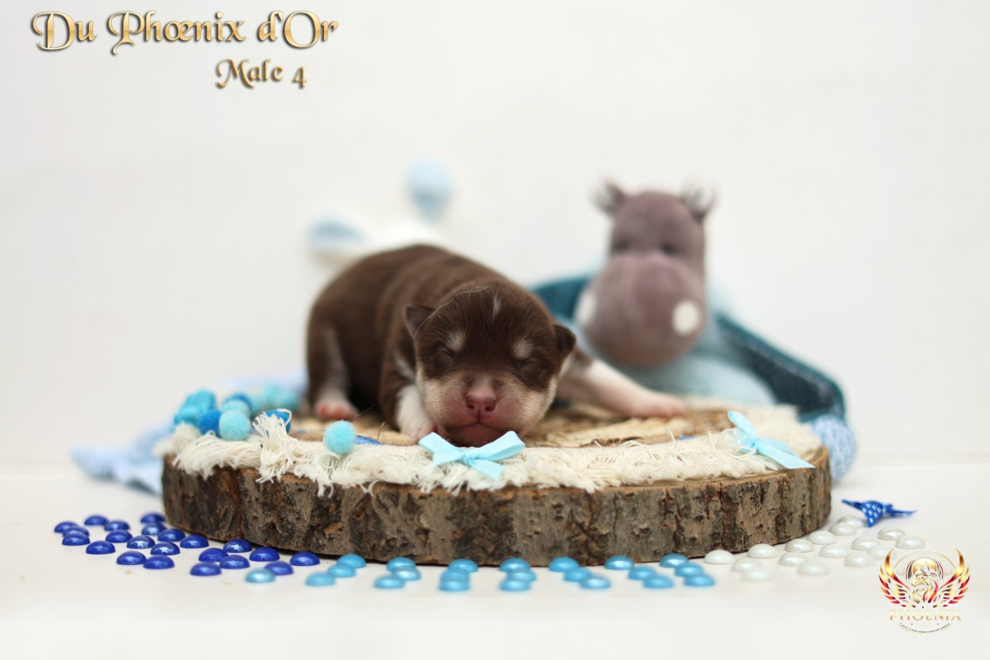 Du Phoenix D'Or - Chiots disponibles - Siberian Husky