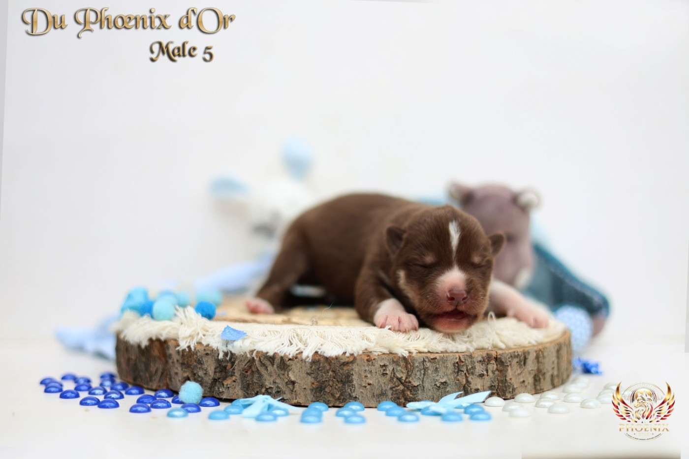 Du Phoenix D'Or - Chiots disponibles - Siberian Husky