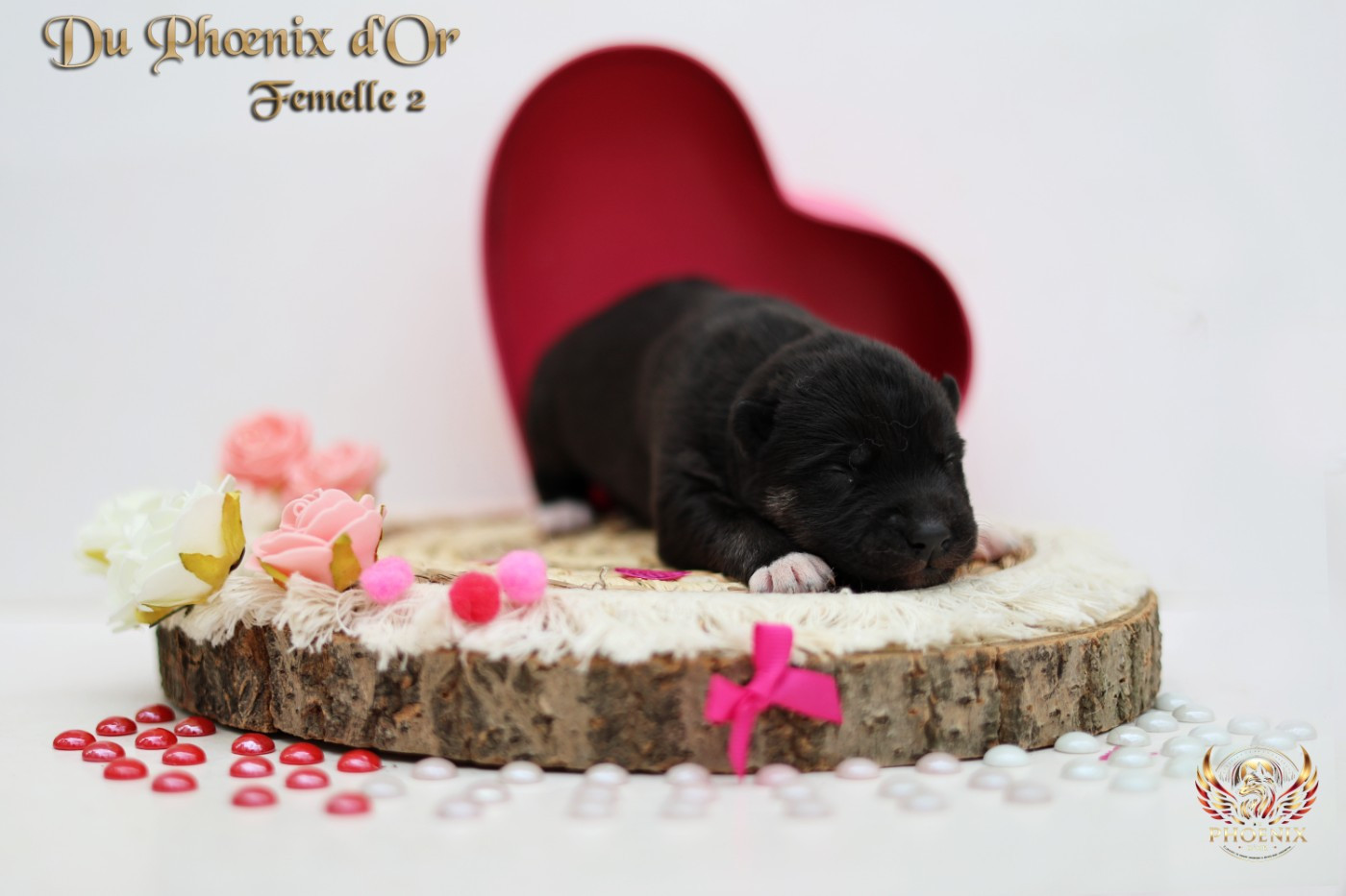 Du Phoenix D'Or - Chiots disponibles - Siberian Husky