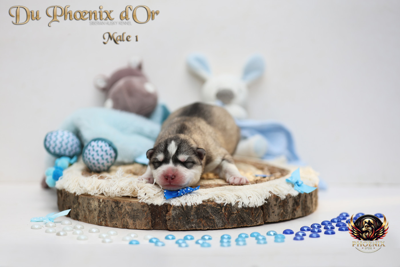 Du Phoenix D'Or - Chiots disponibles - Siberian Husky