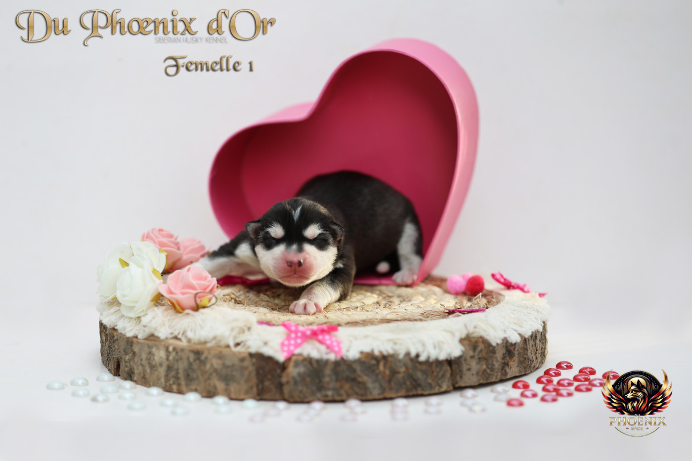 Du Phoenix D'Or - Chiots disponibles - Siberian Husky
