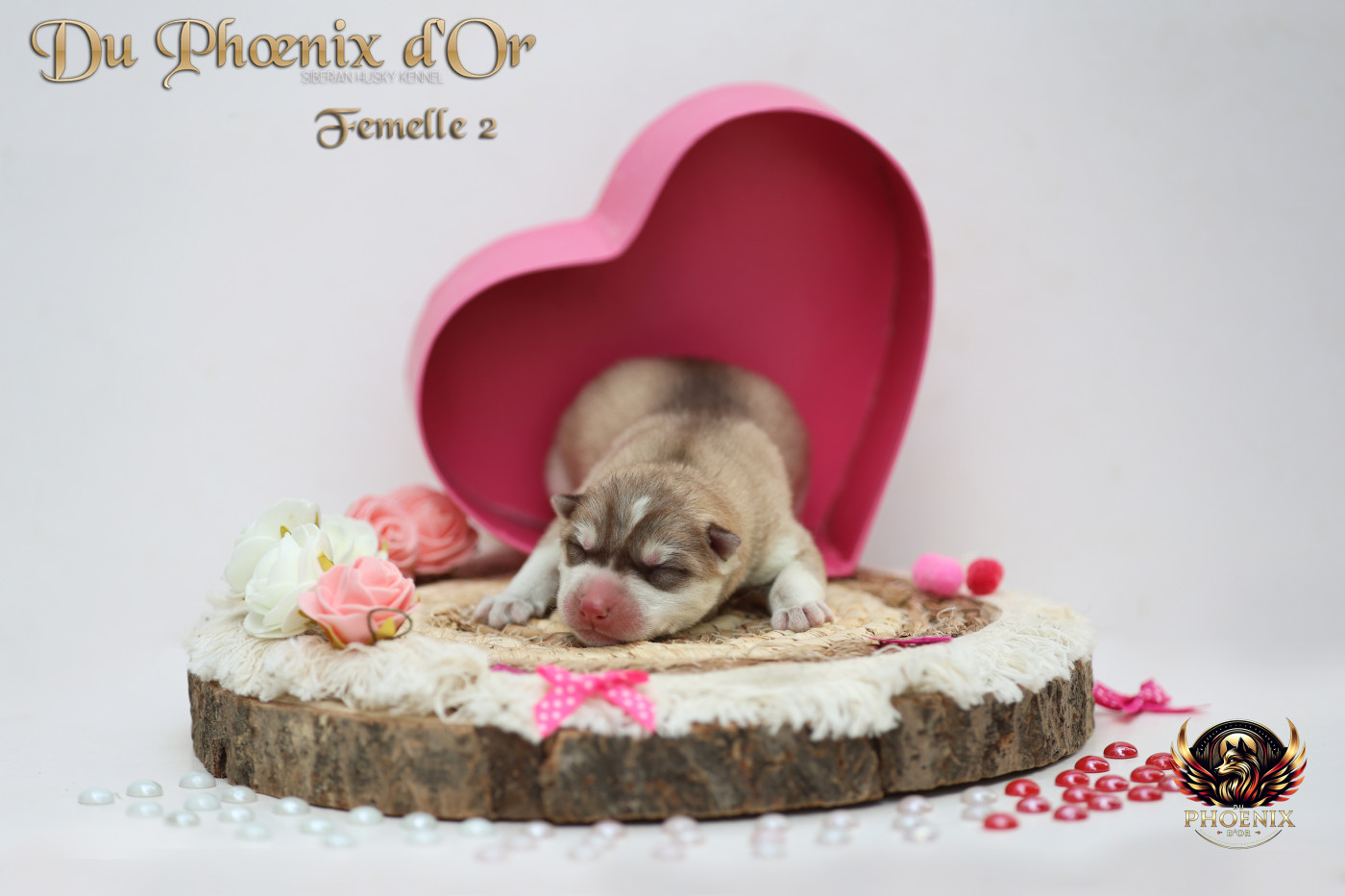 Du Phoenix D'Or - Chiots disponibles - Siberian Husky