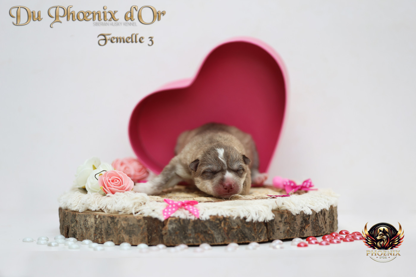 Du Phoenix D'Or - Chiots disponibles - Siberian Husky