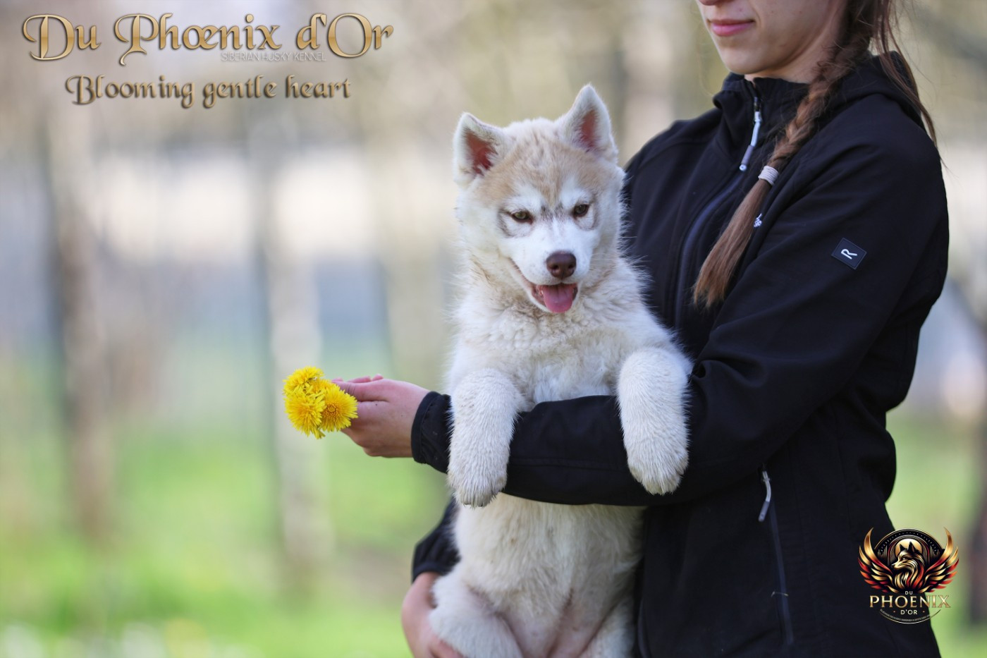 Du Phoenix D'Or - Chiots disponibles - Siberian Husky