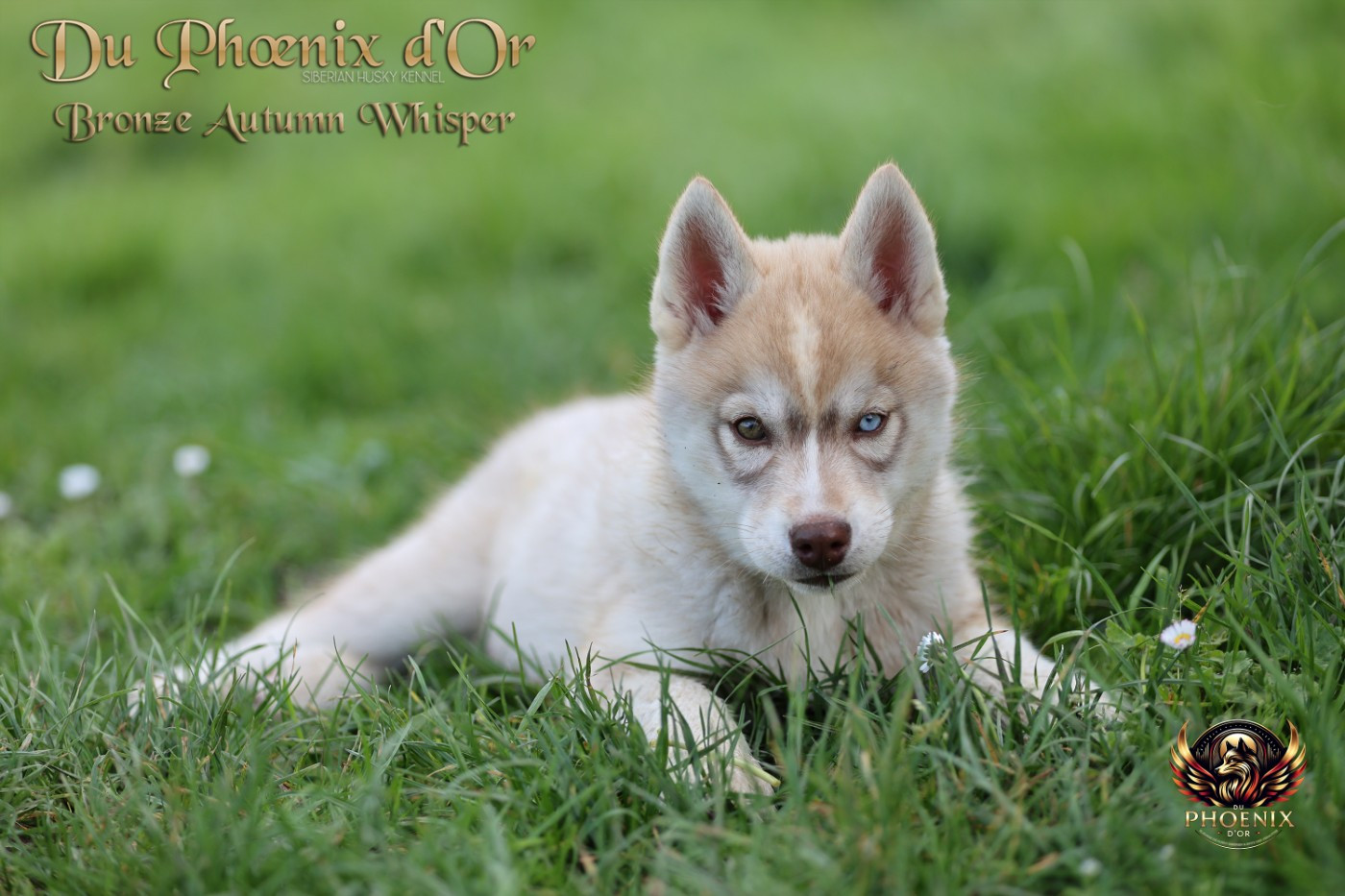 Du Phoenix D'Or - Chiots disponibles - Siberian Husky