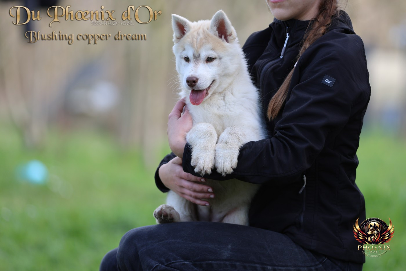 Du Phoenix D'Or - Chiots disponibles - Siberian Husky