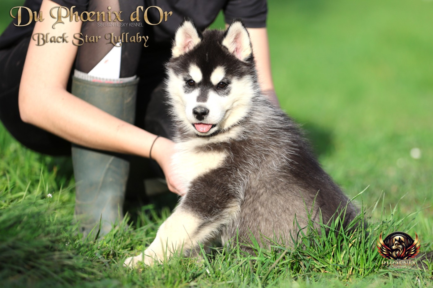 Du Phoenix D'Or - Siberian Husky - Portée née le 01/01/2026
