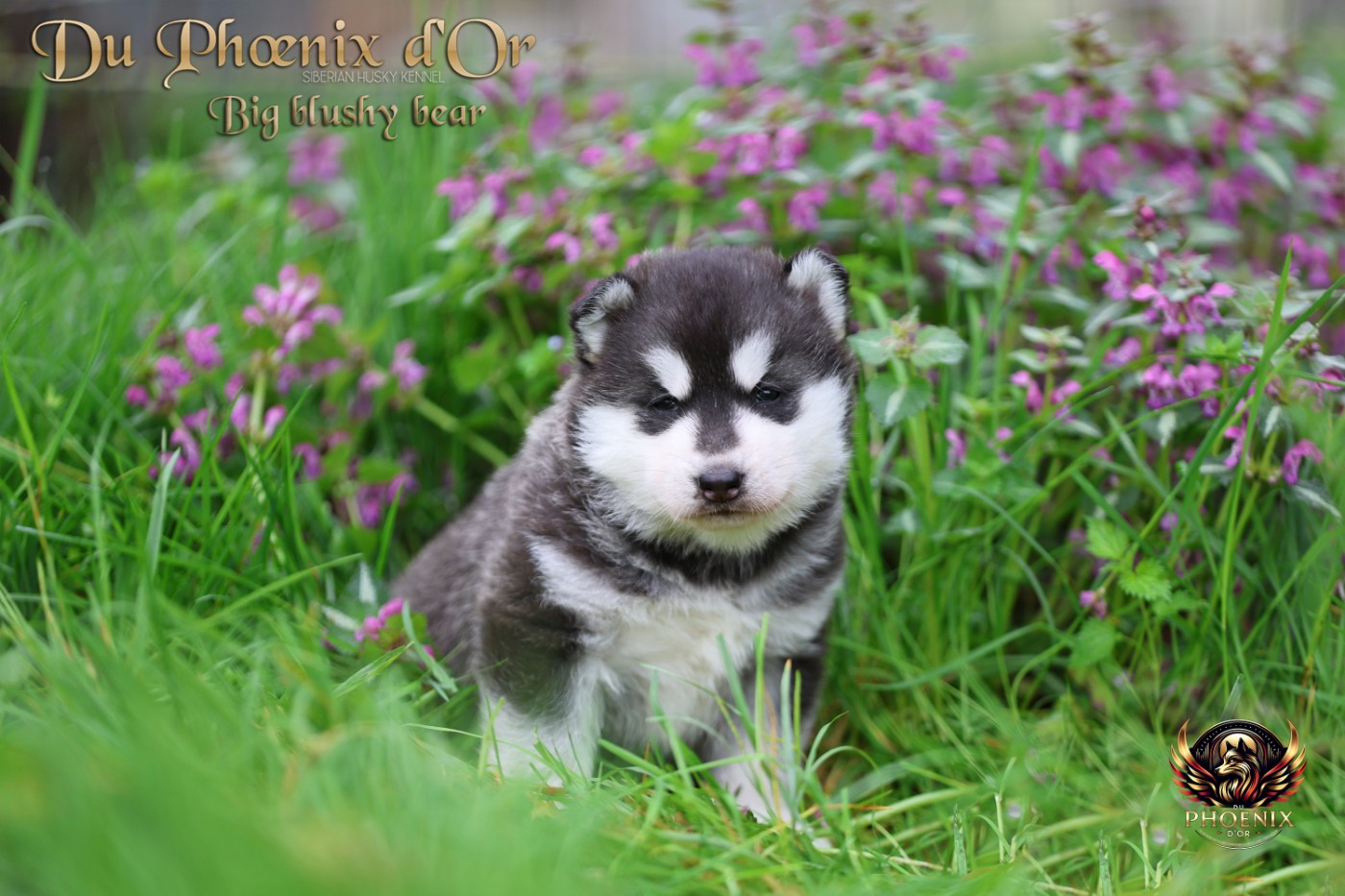 Du Phoenix D'Or - Chiots disponibles - Siberian Husky