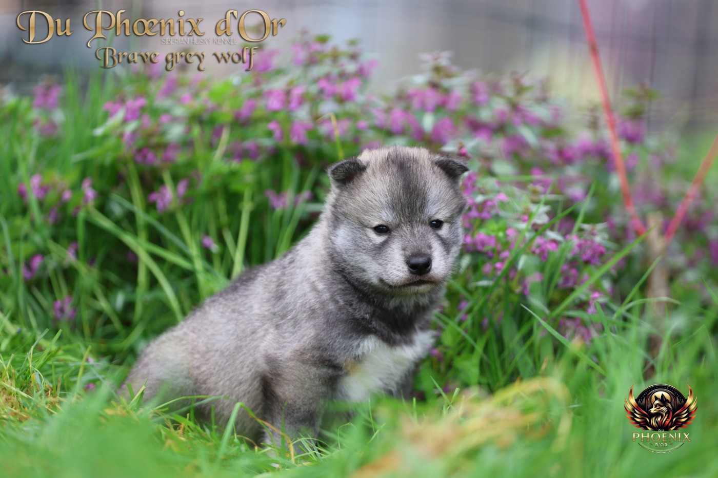 Du Phoenix D'Or - Chiots disponibles - Siberian Husky