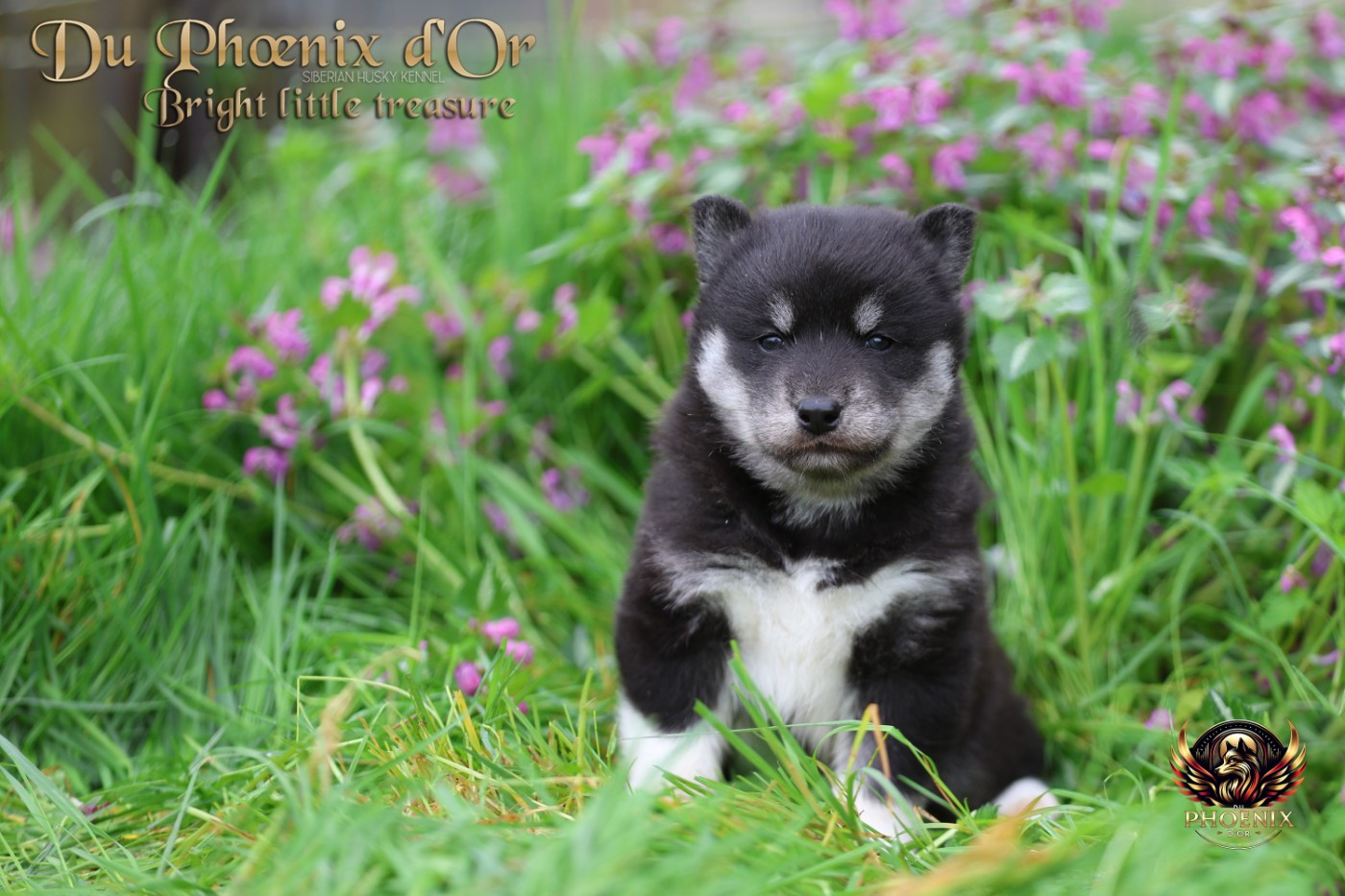 Du Phoenix D'Or - Chiots disponibles - Siberian Husky