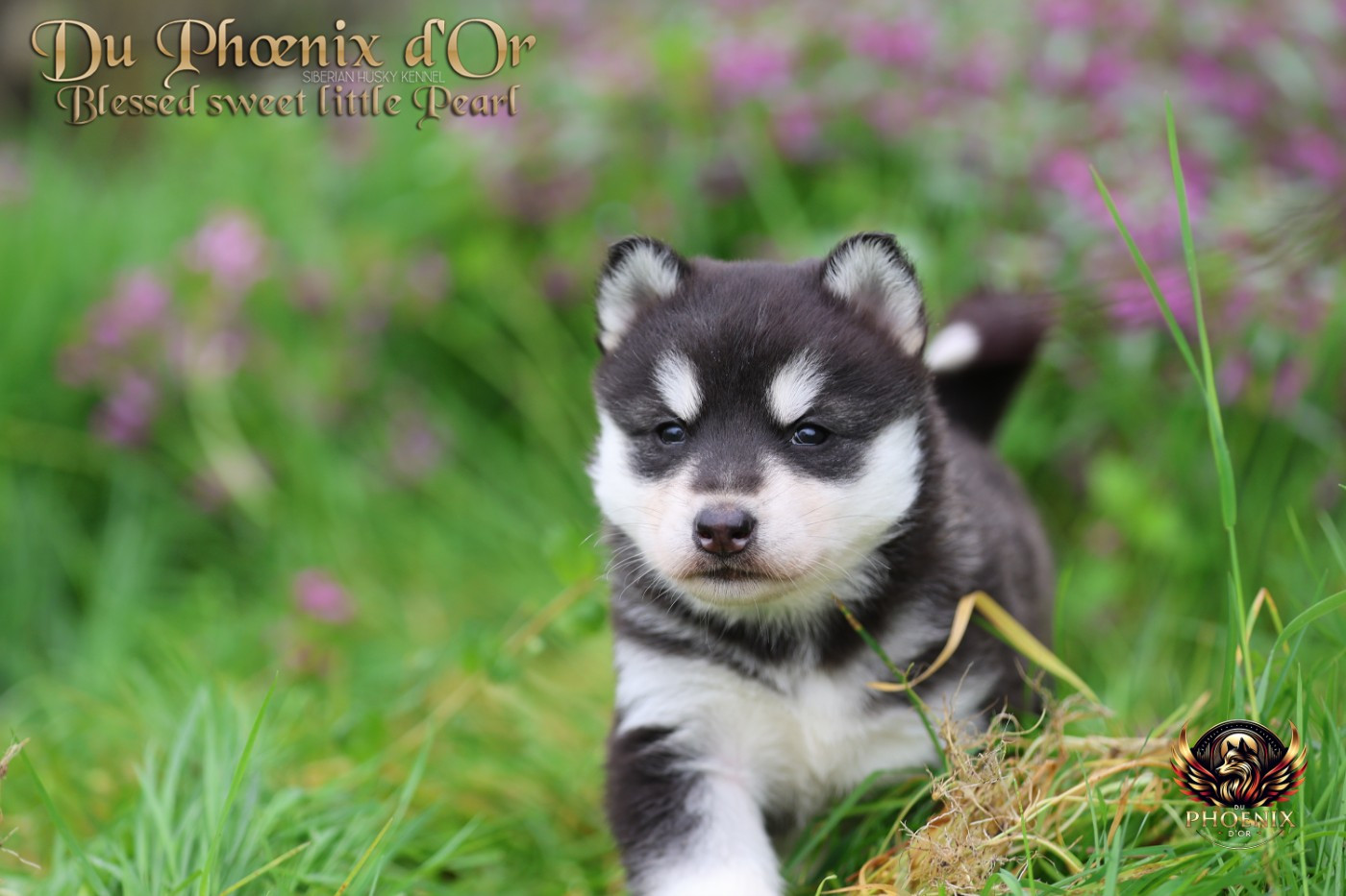 Du Phoenix D'Or - Chiots disponibles - Siberian Husky