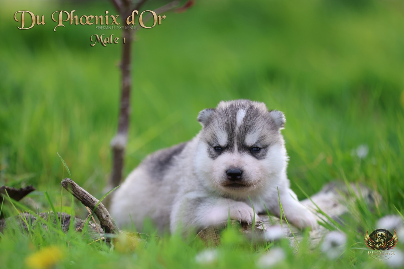 Du Phoenix D'Or - Chiots disponibles - Siberian Husky