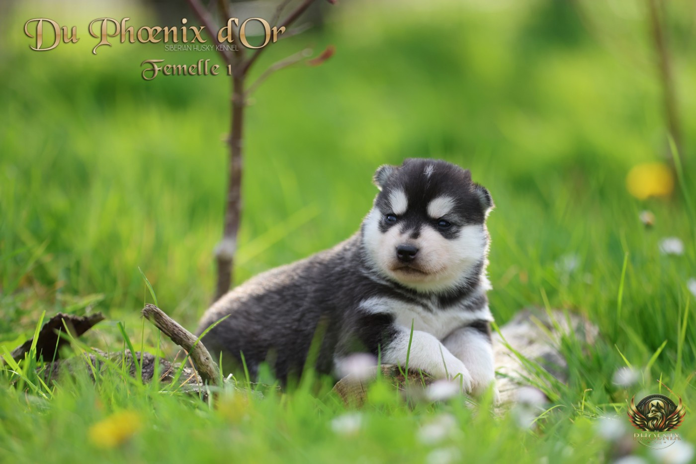 Du Phoenix D'Or - Chiots disponibles - Siberian Husky