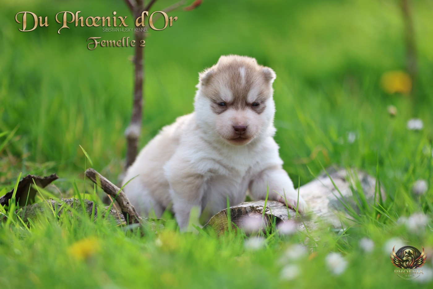 Du Phoenix D'Or - Chiots disponibles - Siberian Husky