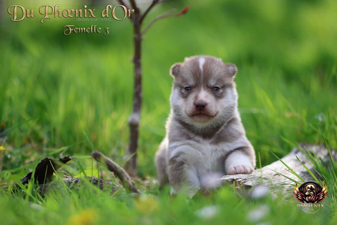 Du Phoenix D'Or - Chiots disponibles - Siberian Husky
