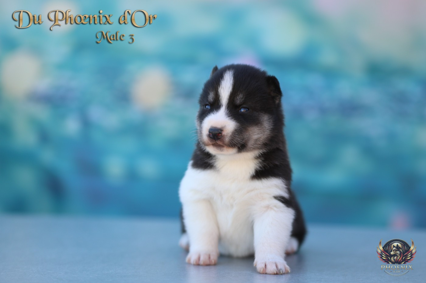 Du Phoenix D'Or - Chiots disponibles - Siberian Husky