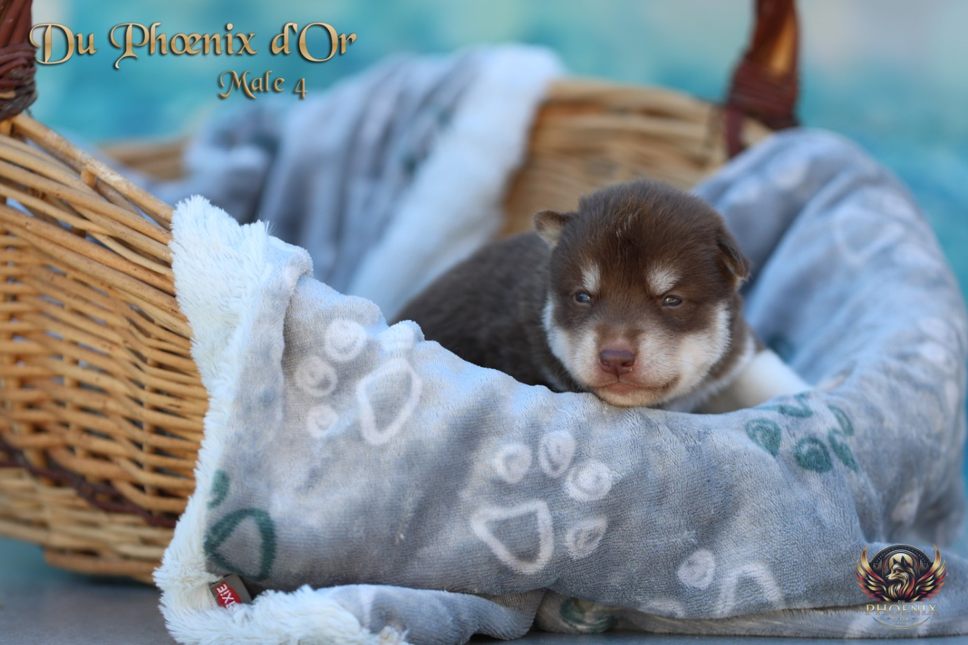 Du Phoenix D'Or - Chiots disponibles - Siberian Husky