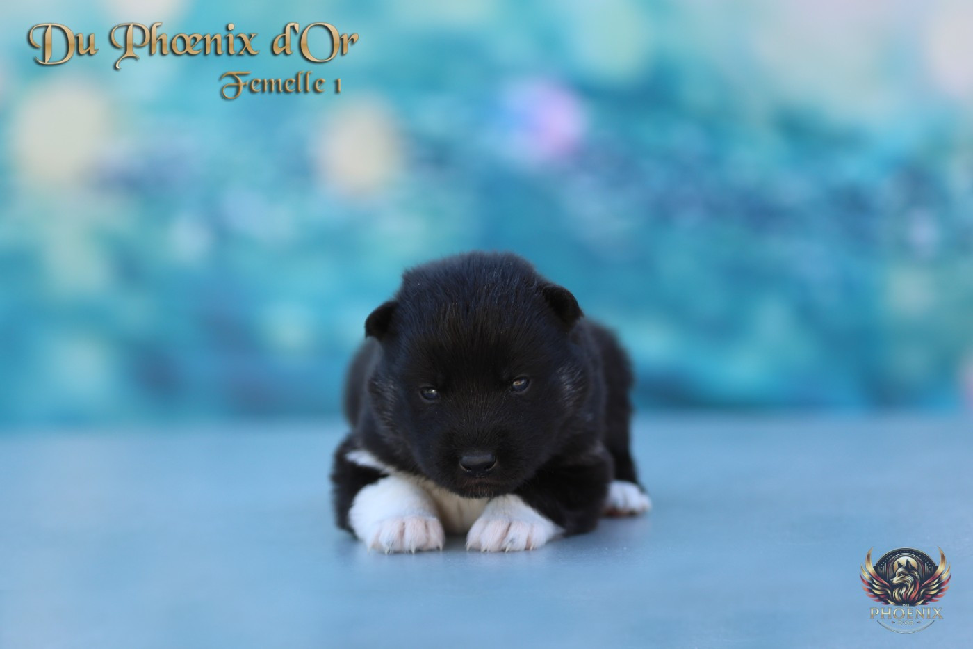 Du Phoenix D'Or - Chiots disponibles - Siberian Husky