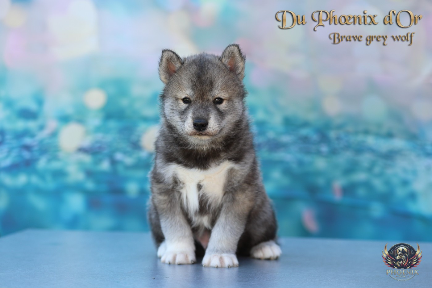 Du Phoenix D'Or - Chiots disponibles - Siberian Husky