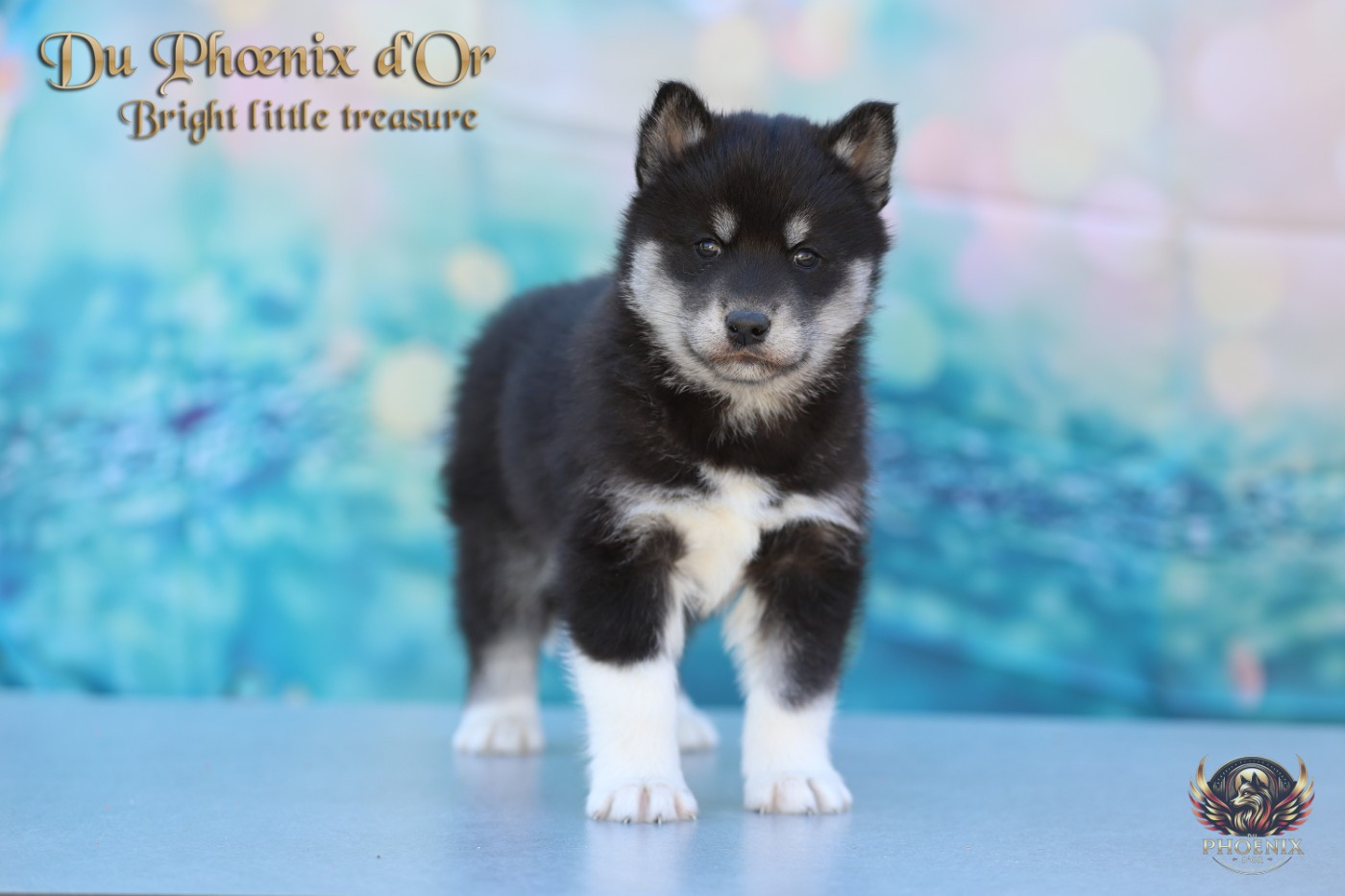 Du Phoenix D'Or - Chiots disponibles - Siberian Husky