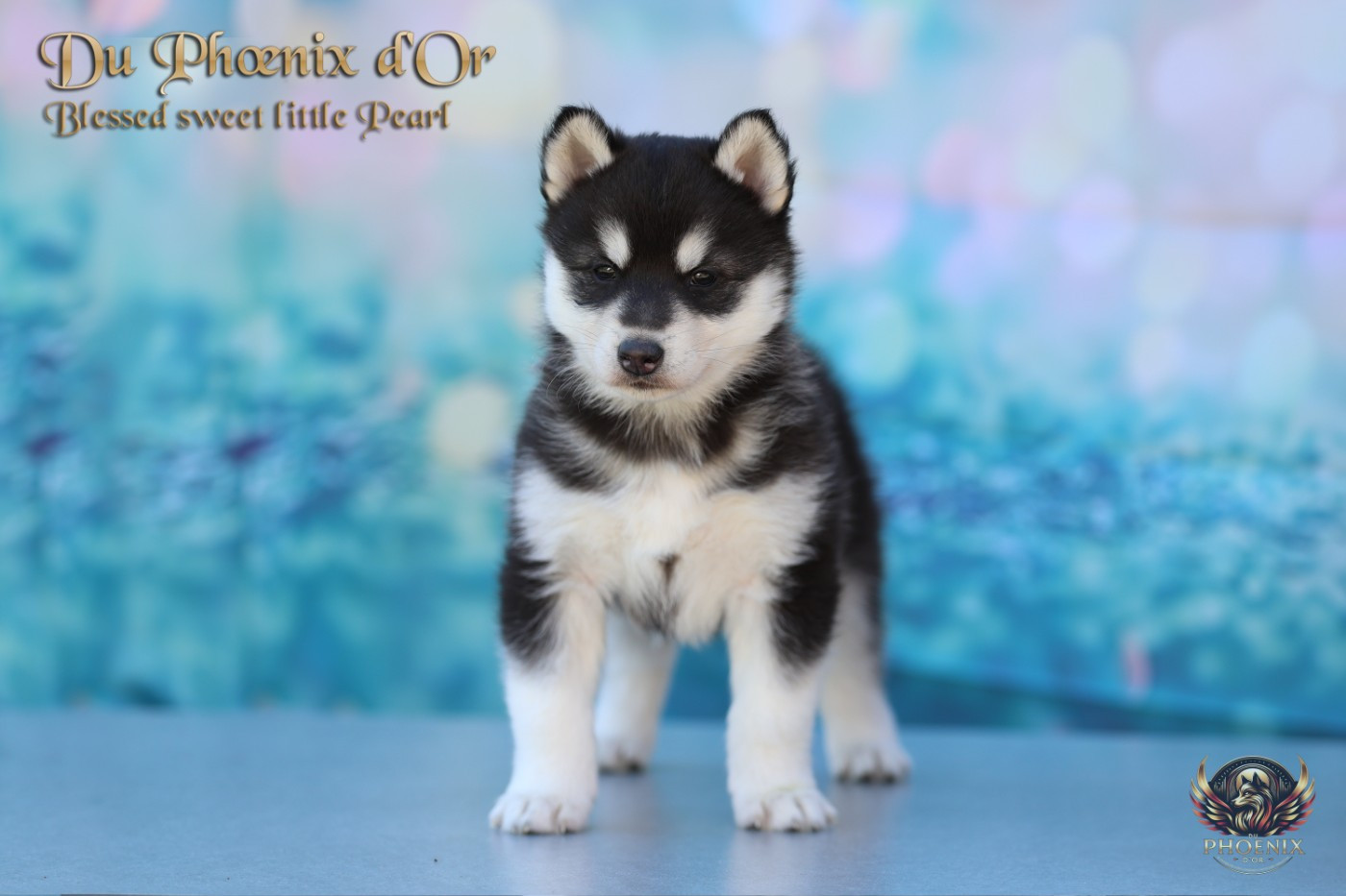 Du Phoenix D'Or - Chiots disponibles - Siberian Husky