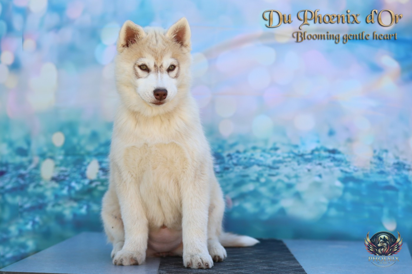 Du Phoenix D'Or - Chiots disponibles - Siberian Husky