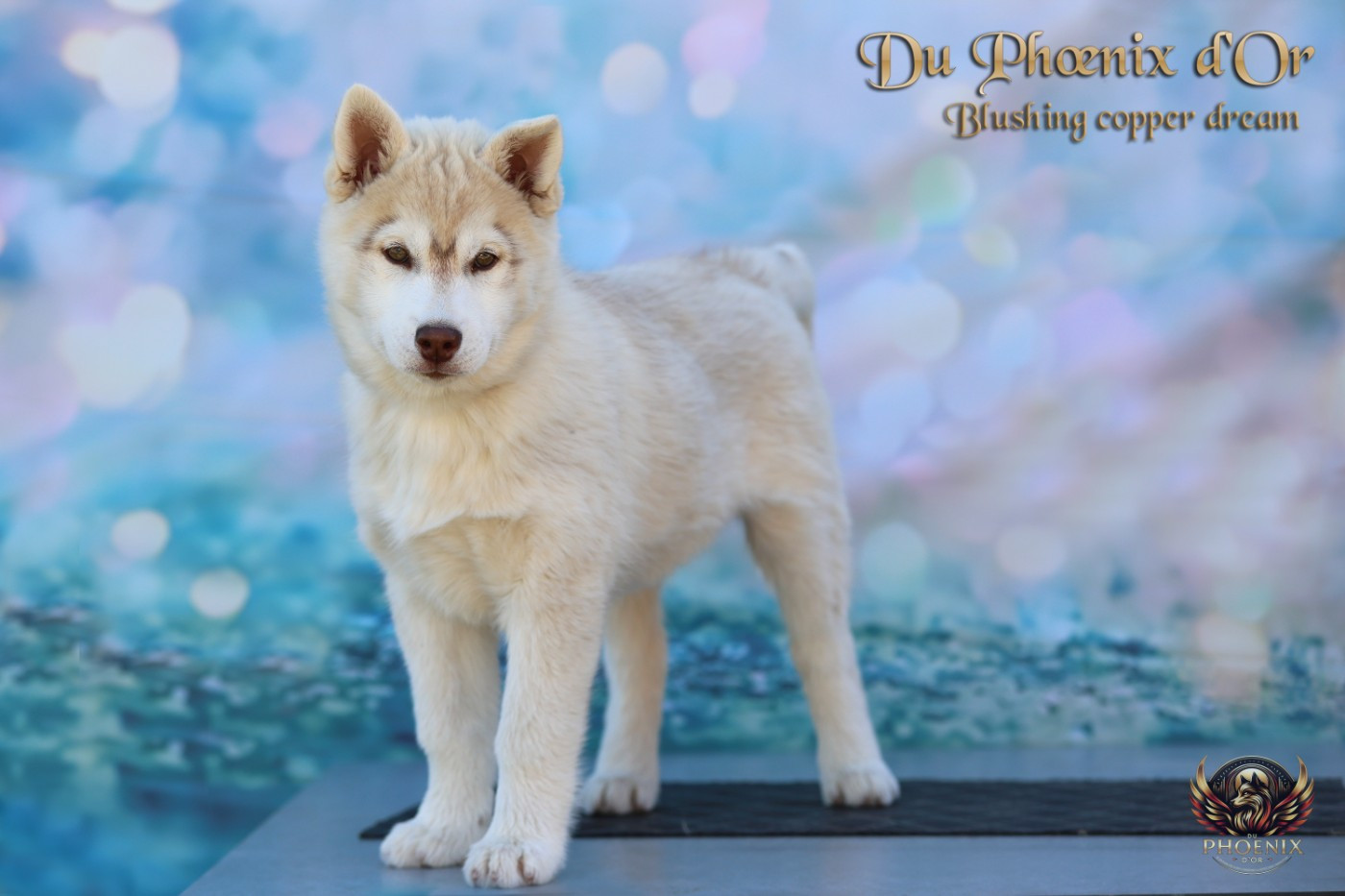 Du Phoenix D'Or - Chiots disponibles - Siberian Husky