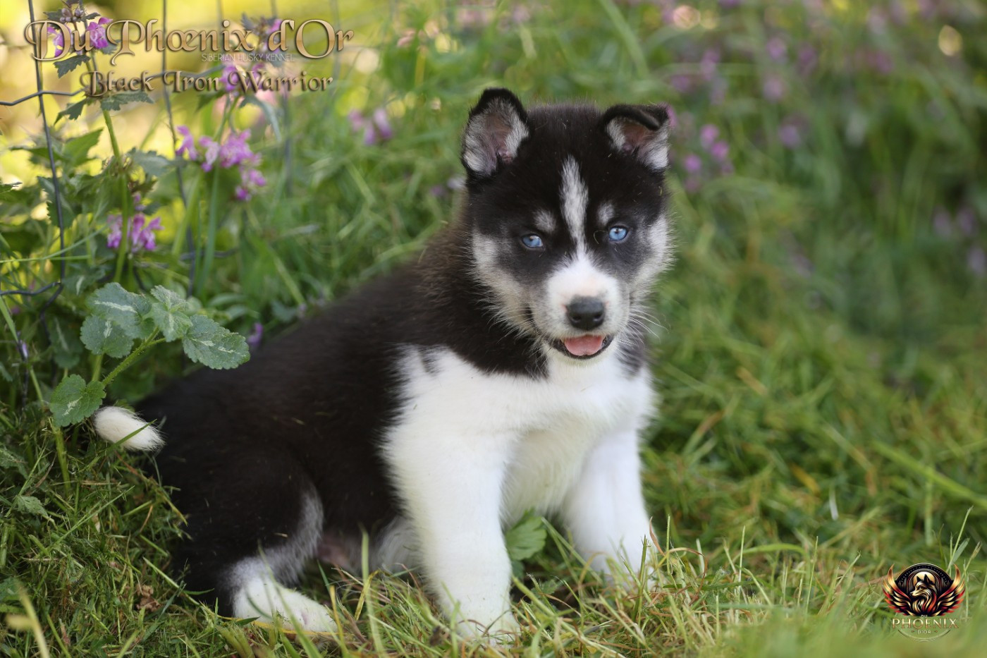 Du Phoenix D'Or - Chiots disponibles - Siberian Husky