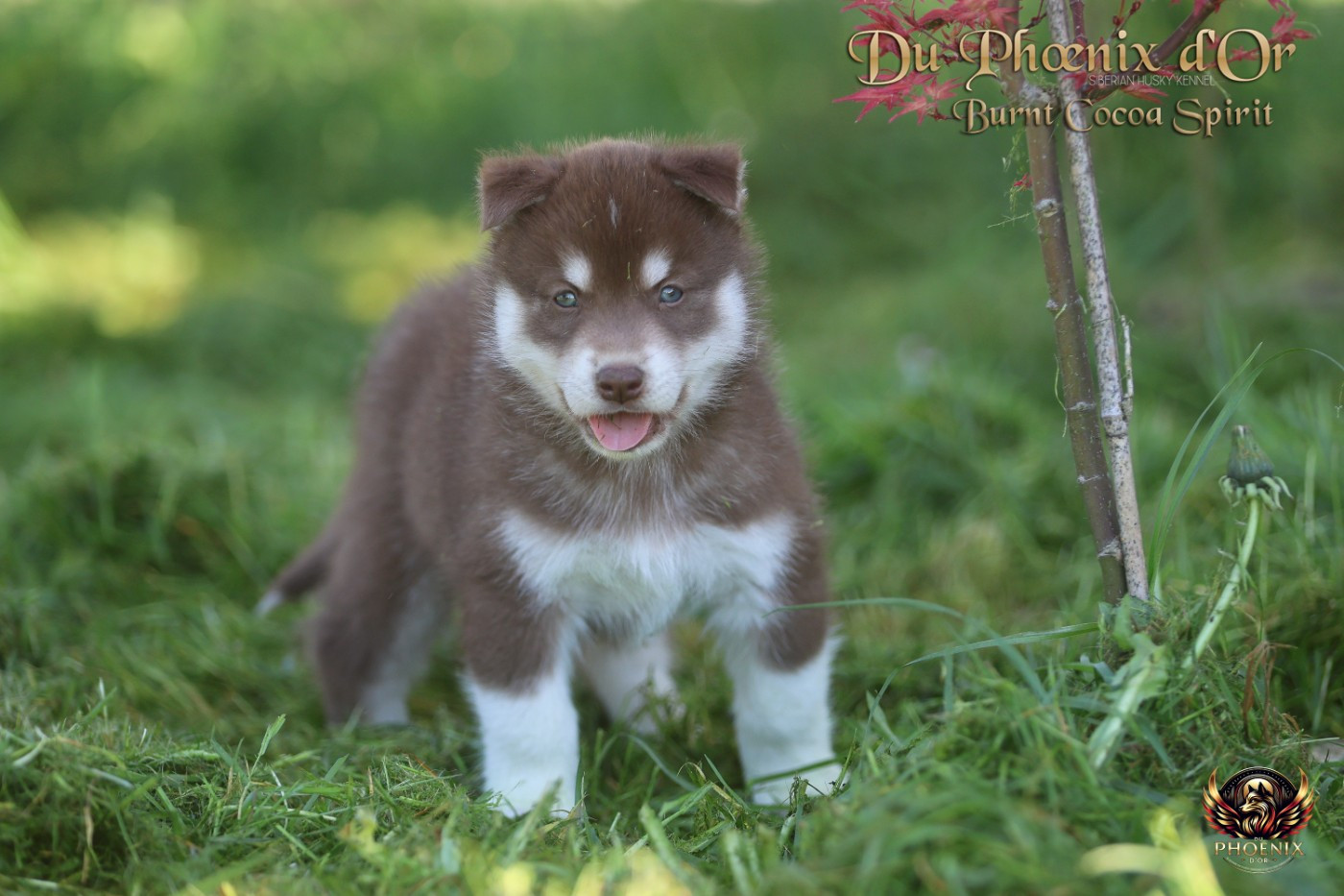 Du Phoenix D'Or - Chiots disponibles - Siberian Husky