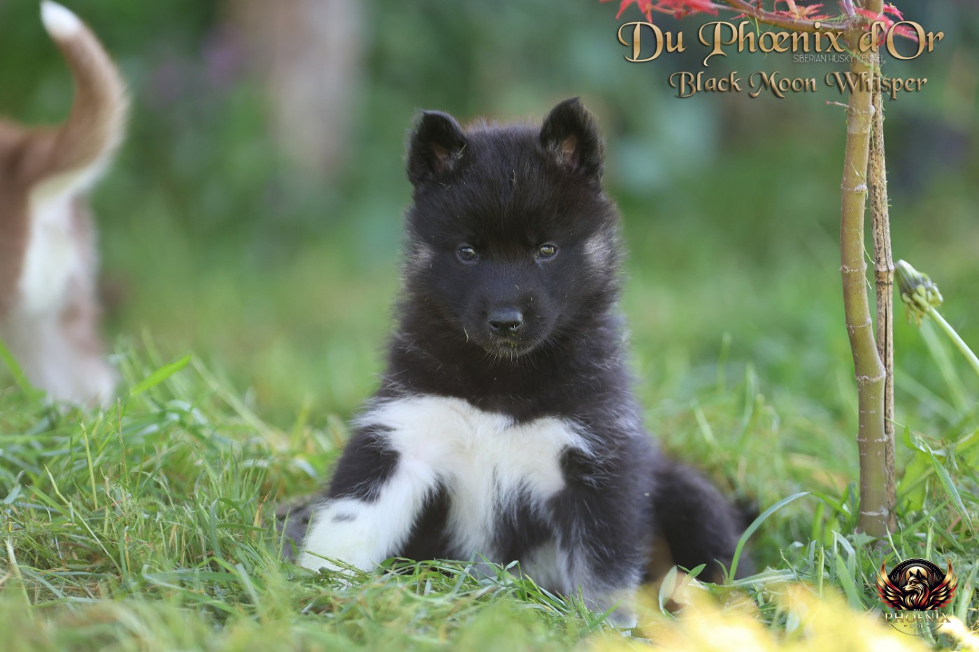 Du Phoenix D'Or - Chiots disponibles - Siberian Husky