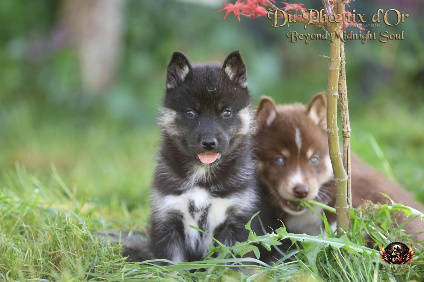 Du Phoenix D'Or - Chiots disponibles - Siberian Husky