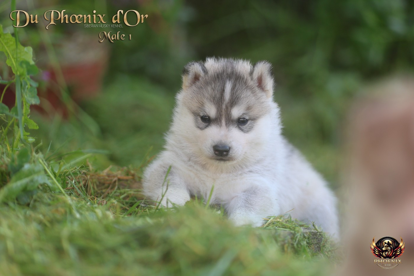 Du Phoenix D'Or - Chiots disponibles - Siberian Husky