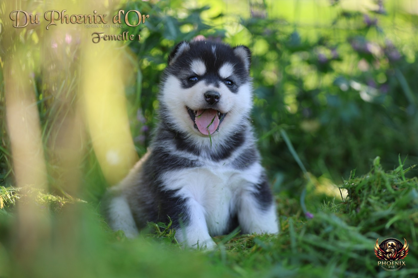 Du Phoenix D'Or - Chiots disponibles - Siberian Husky