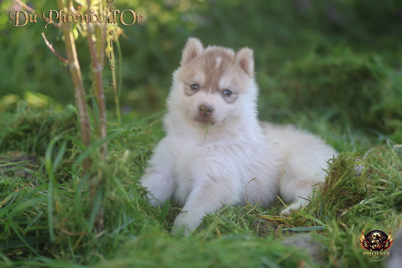 Du Phoenix D'Or - Chiots disponibles - Siberian Husky